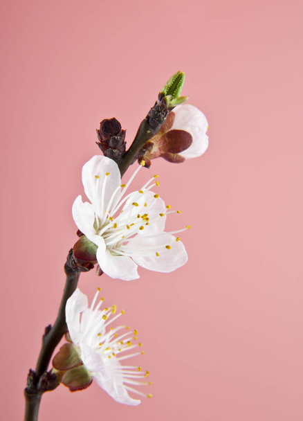 apricot flowers on a pink background - Photo, image