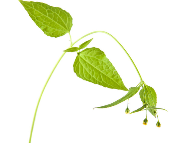 grüne Blätter isoliert auf weißem Hintergrund - Foto, Bild