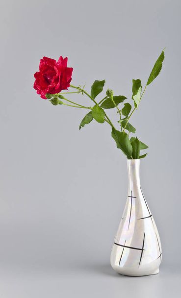 rudá růže v kapky vody - Fotografie, Obrázek