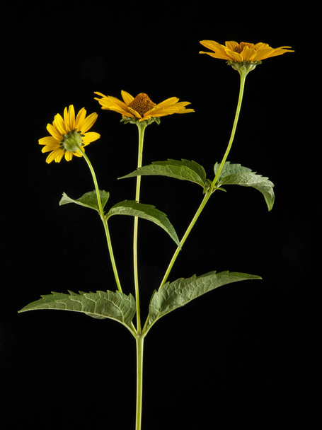 yellow Daisy flower - Photo, image