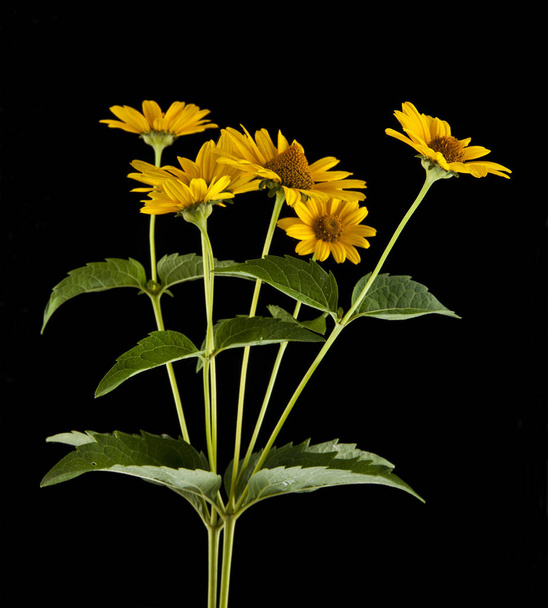 yellow Daisy flower - Photo, image