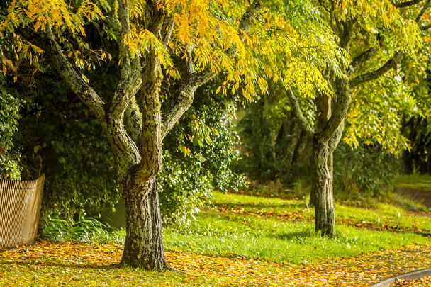 Arbres d'automne dorés
 - Photo, image