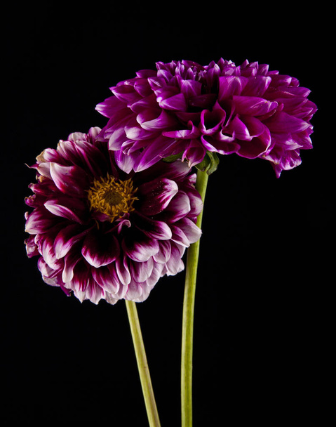 Flores sobre fondo negro - Foto, Imagen