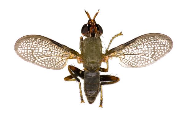 Ślimak-zabijanie mucha na białym tle - Coremacera marginata (Fabricius, 1775)  - Zdjęcie, obraz