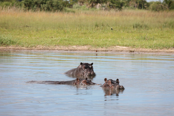 Ippopotamo selvatico nell'ippopotamo africano (Hippopotamus amphibius
 - Foto, immagini