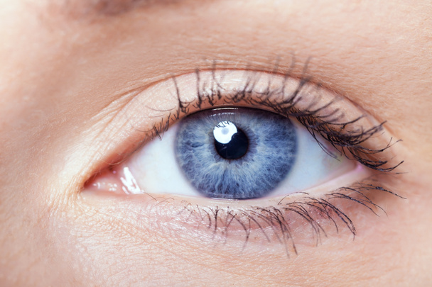 Samice modré oko - Fotografie, Obrázek