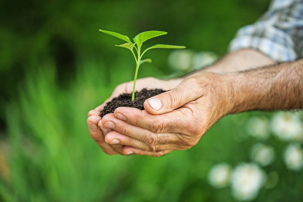  green plant with soil in human hands - 写真・画像