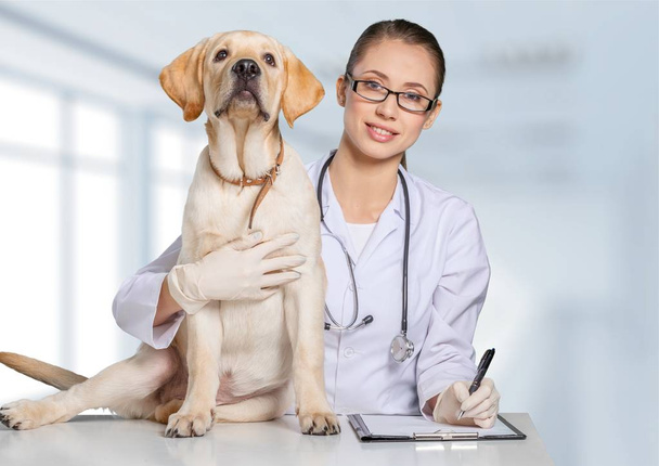  female doctor with dog patient - Photo, Image