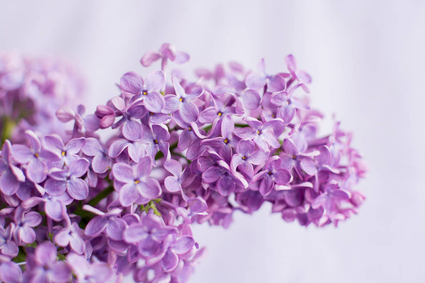 The Lilac flowers  on a lilac background. - Foto, imagen