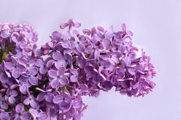 The Lilac flowers  on a lilac background. - Photo, image