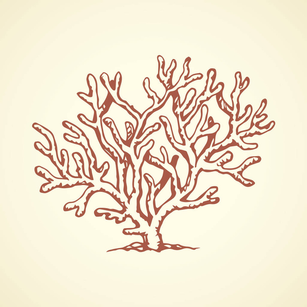 Coral. Vector drawing - Vector, Image