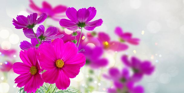 Kozmos pembe çiçekleri - Fotoğraf, Görsel