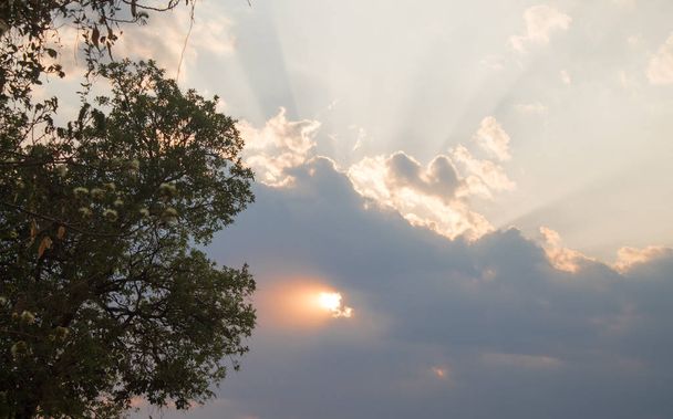 Sol entre nubes y ramas зображення
 - Фото, зображення