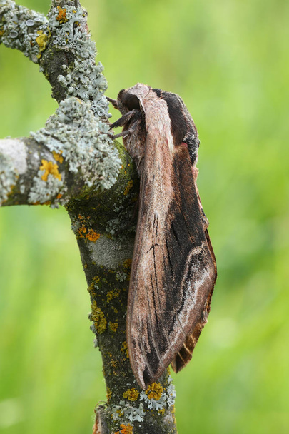 Privet hawk moth(Sphinx ligustri) rest on the brunch - Photo, Image