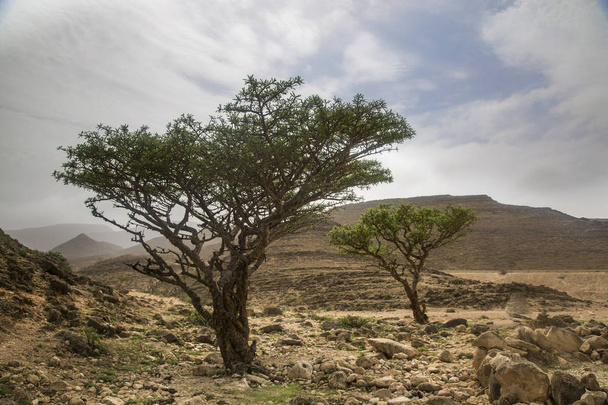 Λιβάνι δέντρα σε Σαλαλάχ, Ομάν - Φωτογραφία, εικόνα