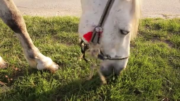 Bir at bir ülke yolunda otlatma - Video, Çekim