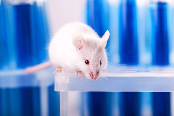 white laboratory rat - Фото, изображение