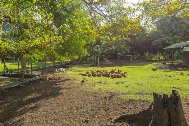 Jelen na Mauricius Botanická zahrada - Fotografie, Obrázek