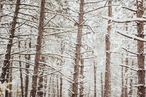Pine trees in the snow - Foto, afbeelding