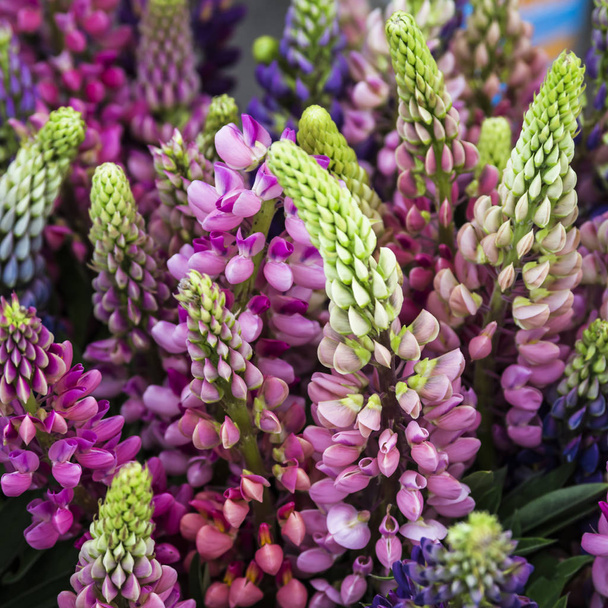 Multicolor delicadas flores de altramuz - decoraciones naturales para decorar una casa o una boda
 - Foto, imagen