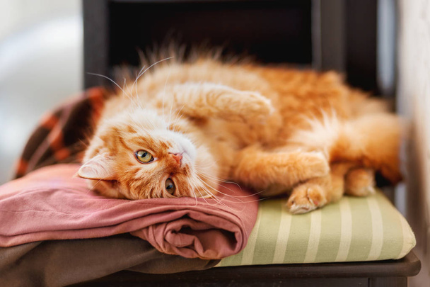 Cute ginger cat sleeps on a pile of clothes. Fluffy pet is dozing among cardigans. Cozy home background. - 写真・画像