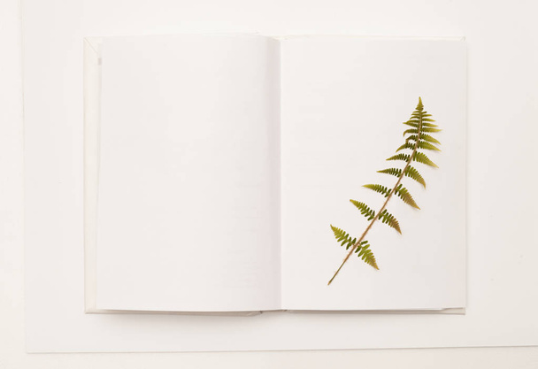 Dried sprig of fern in an open book on white - Foto, afbeelding