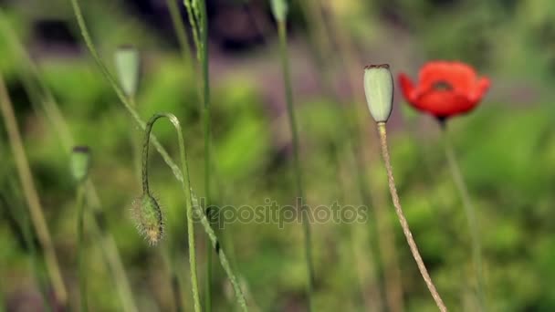 Eenzame poppy. Eenzaam en eenmalige. Mooie, zachte, field poppy. Rode papaver op een groene achtergrond. - Video