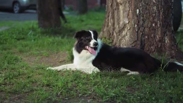 Το σκυλί στο χωριό βρίσκεται κοντά σε ένα δέντρο - Πλάνα, βίντεο