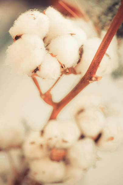 Detalle brotes de algodón
 - Foto, imagen
