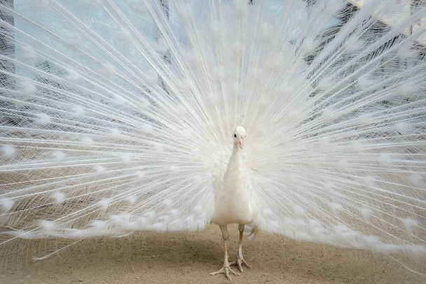 Белый павлин с разбросанным хвостом
 - Фото, изображение
