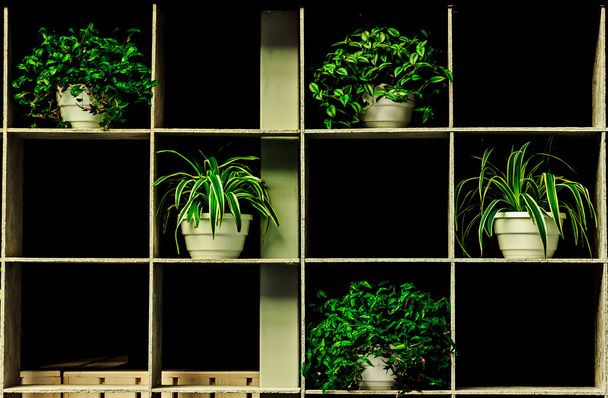 Regal mit Vasen und Pflanzen in einem Restaurant - Foto, Bild