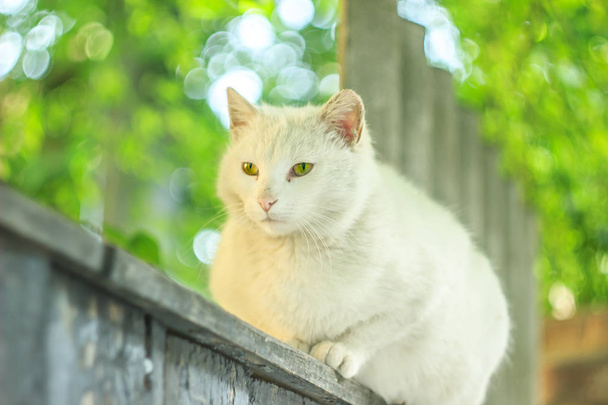 Sevimli beyaz kedi sit çit - Fotoğraf, Görsel