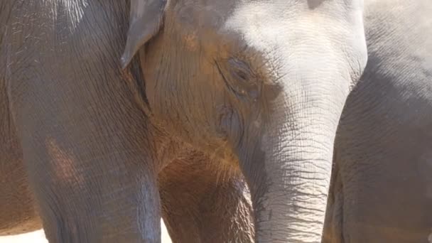 African elephant takes food and eating. Close-up - Footage, Video