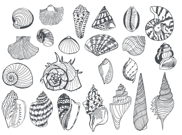 Set of sea shells of different shapes, drawn in black liner. Han - Vetor, Imagem