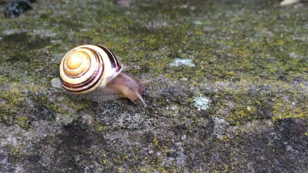 White-lipped Snail on a wall - Footage, Video