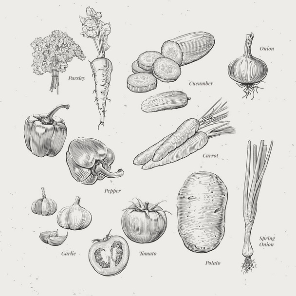 vintage illustrations of vegetables collection - Vector, Image