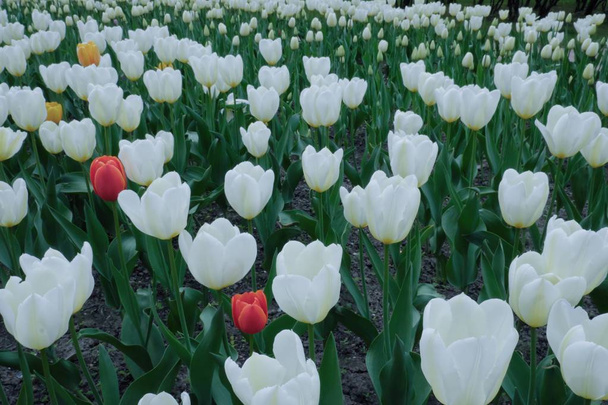  Beautiful white tulips growing in the Park   - Photo, Image