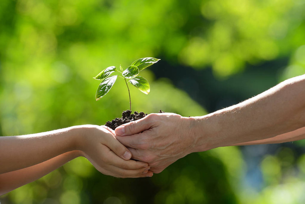 Две руки, держащие вместе зеленое молодое растение
 - Фото, изображение