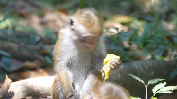 Mono comiendo fruta fresca en el parque tropical. Vertet en Sri Lanka. De cerca.
 - Metraje, vídeo