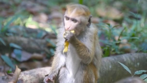 Maymun tropikal parkta taze meyve yeme. Sri Lanka Vertet. Yakın çekim - Video, Çekim