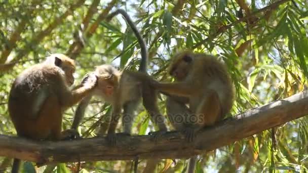Affenfamilie sitzt auf Palmenzweigen im Nationalpark in Sri Lanka. Nahaufnahme - Filmmaterial, Video