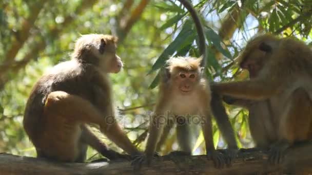 Familia de monos sentados en rama de palma en el parque nacional de Sri Lanka. De cerca.
 - Imágenes, Vídeo