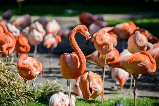 Taking photos of flamingos at a ZOO. - Photo, Image