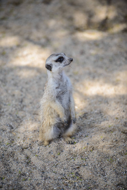 Meerkat (Suricata suricatta), noto anche come il suricato. Animali selvatici
. - Foto, immagini