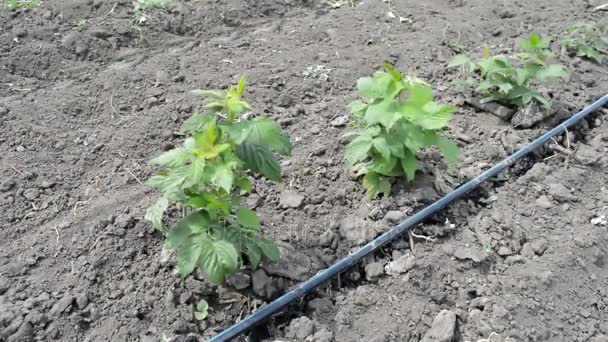 Tige d'irrigation goutte à goutte de framboise plantée dans des rangées soignées
 - Séquence, vidéo