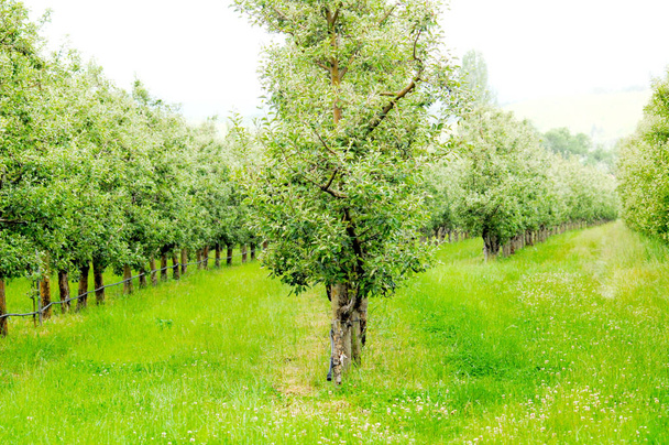 almaültetvényben május - Fotó, kép