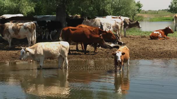 Kühe grasen am Ufer des Flusses - Filmmaterial, Video