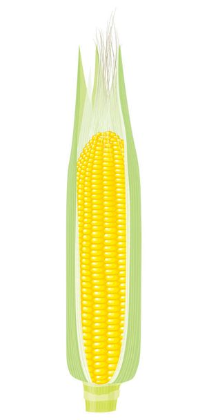 Кукурудзяні харчові зернові
 - Вектор, зображення