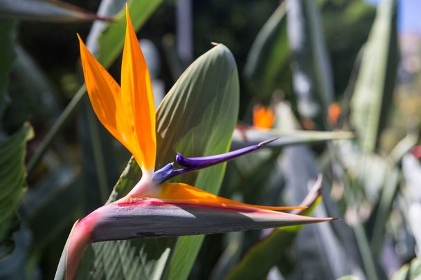 Strelitzia reginae- fiore Uccello del Paradiso
 - Foto, immagini