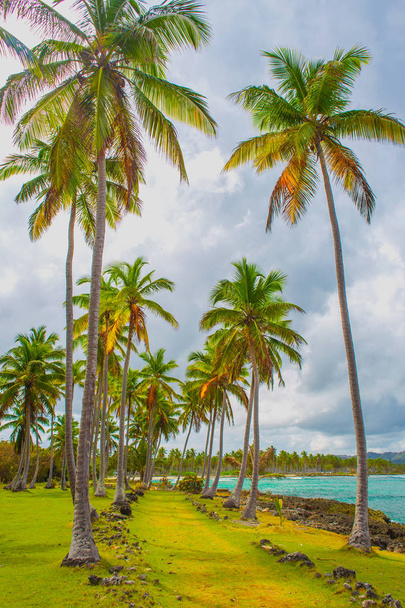 Camino a través de un bosque de palmeras en República Dominicana
  - Foto, Imagen